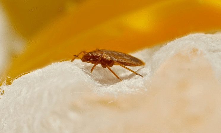 https://www.lawnpluspestcontrol.com/wp-content/uploads/4-Shocking-Ways-Bed-Bugs-Get-Into-Your-Home.png