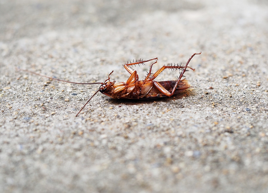 4 Tips for Pest-Proofing Your Home this Fall