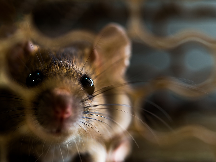 5 Winter Pests to Be on the Look Out For