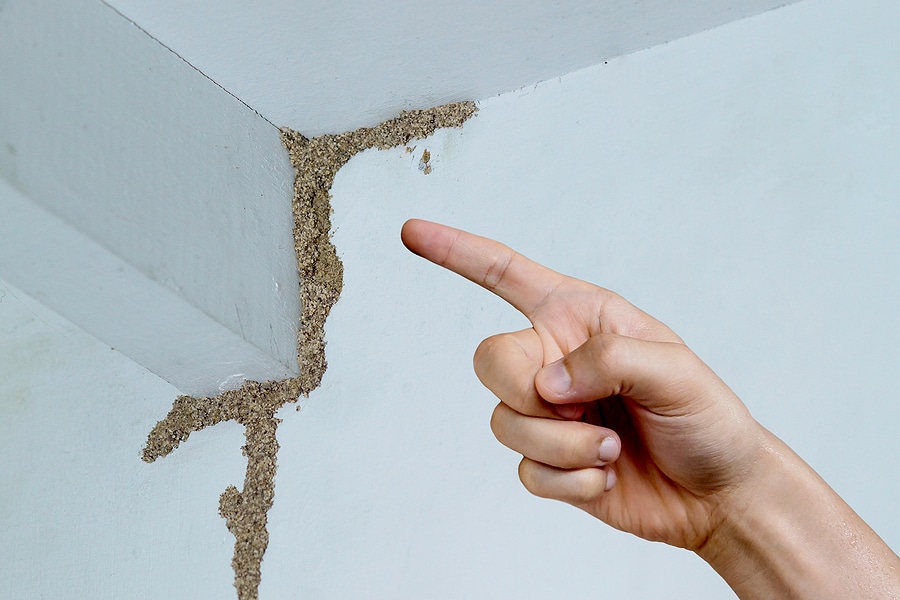 Are Termites Eating Away Your Profits?