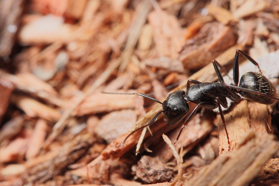 How Carpenter Ants Can Destroy Your Home