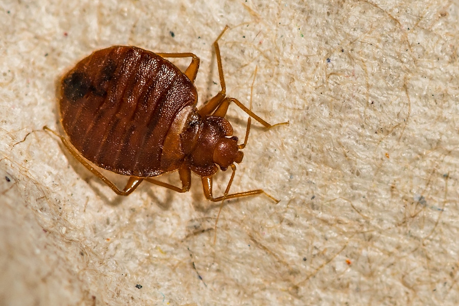 How Serious Are Bed Bugs?