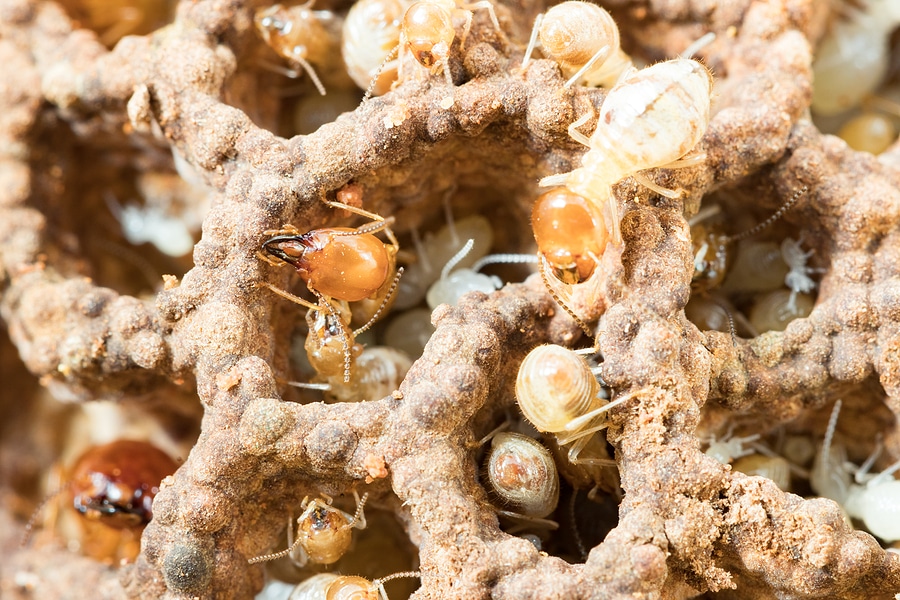 How Termite Treatment Protects Your Home Investment