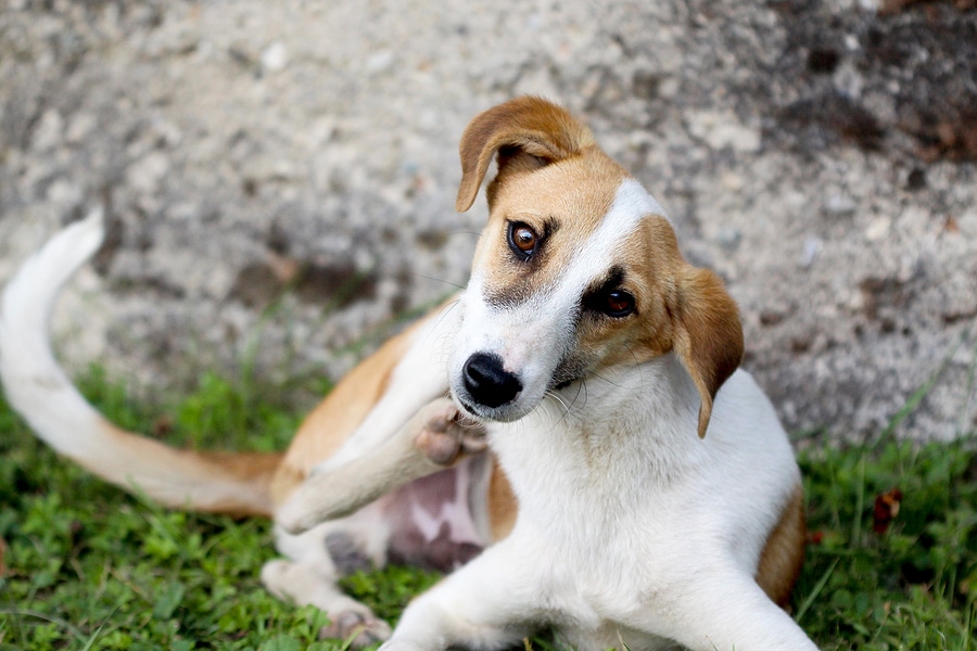 How Yards Become Flea-Infested