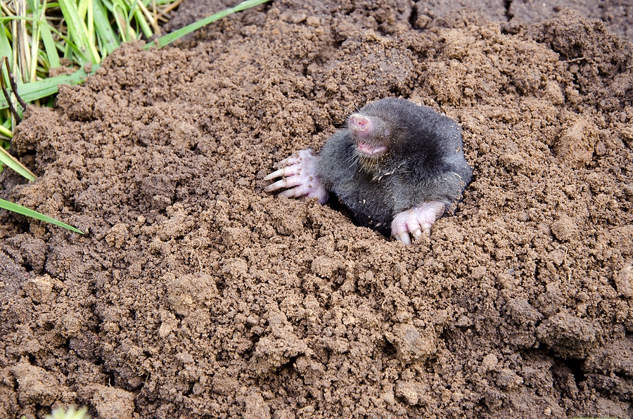 How to Get Rid of Moles in Your Yard
