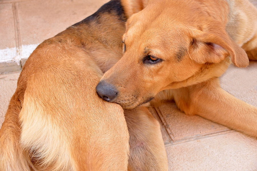 Why Flea and Tick Activity Peaks in Late Summer