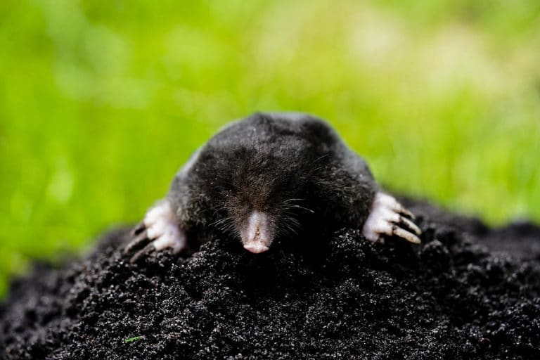 3 Signs of Moles | Lawn Plus Pest Control Services | Cincinnati, OH